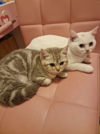 BKH Britisch kurzhaar Kitten