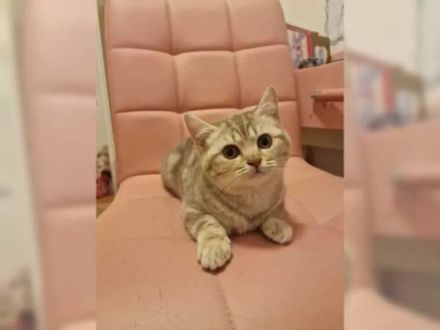 BKH Britisch kurzhaar Kitten