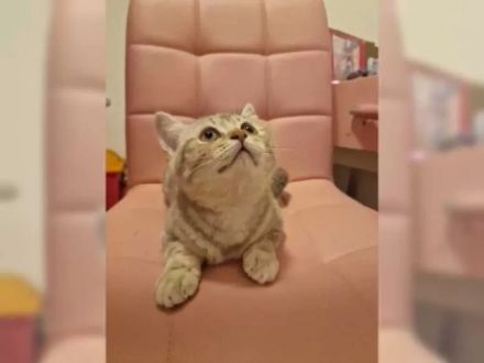 BKH Britisch kurzhaar Kitten