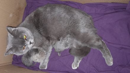 Bkh babys fawn und blau mit Stammbaum ab Juli 24 un gute hände