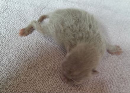 Bkh babys fawn und blau mit Stammbaum ab Juli 24 un gute hände