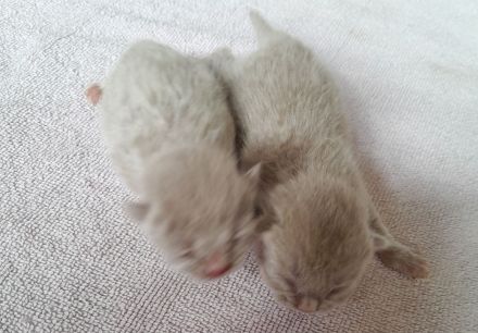 Bkh babys fawn und blau mit Stammbaum ab Juli 24 un gute hände