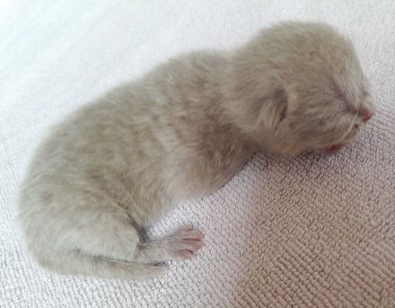 Bkh babys fawn und blau mit Stammbaum ab Juli 24 un gute hände