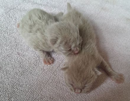 Bkh babys fawn und blau mit Stammbaum ab Juli 24 un gute hände