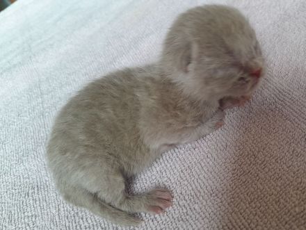 Bkh babys fawn und blau mit Stammbaum ab Juli 24 un gute hände