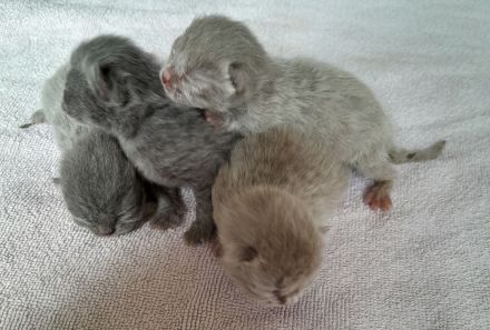 Bkh babys fawn und blau mit Stammbaum ab Juli 24 un gute hände