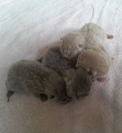 Bkh babys fawn und blau mit Stammbaum ab Juli 24 un gute hände