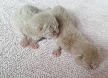 Bkh babys fawn und blau mit Stammbaum ab Juli 24 un gute hände