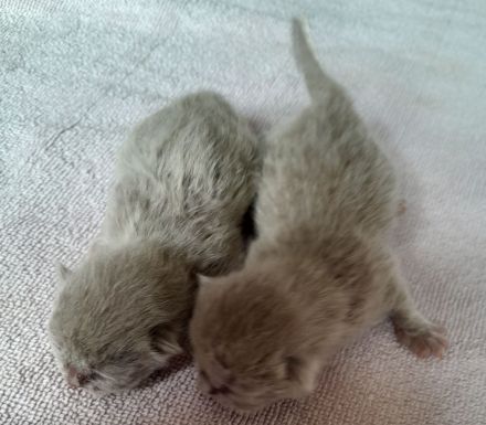 Bkh babys fawn und blau mit Stammbaum ab Juli 24 un gute hände