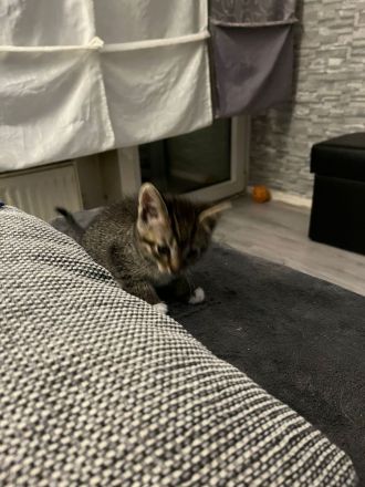 Katzenbabys / Kitten