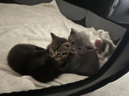 Katzenbabys / Kitten