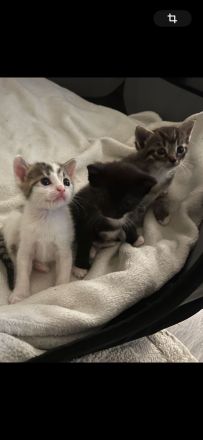 Katzenbabys / Kitten