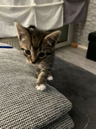 Katzenbabys / Kitten