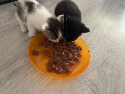 Katzenbabys / Kitten