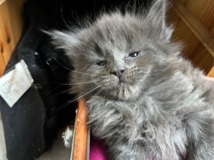 Maine coon Kitten