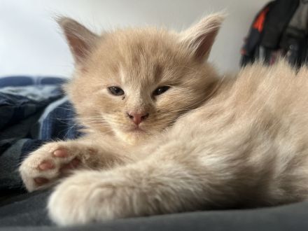 Maine coon Kitten