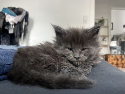 Maine coon Kitten