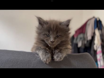 Maine coon Kitten
