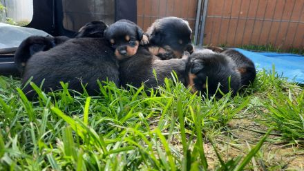 Rottweiler Welpen