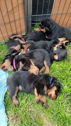 Rottweiler Welpen