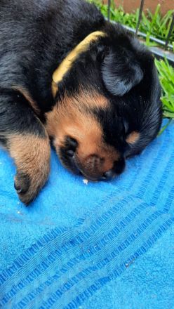 Rottweiler Welpen