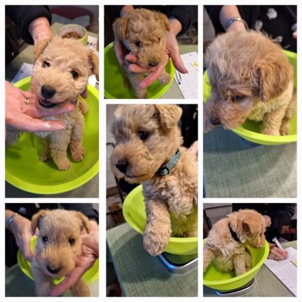 Lakeland Terrier