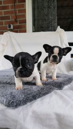 Französische Bulldoggen Babys dürfen demnächst ausziehen