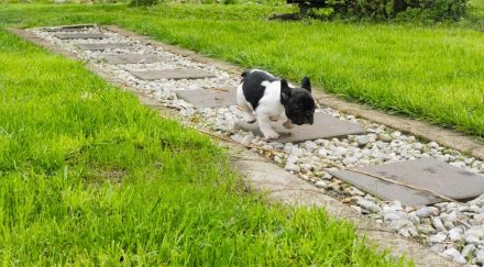 Französische Bulldoggen Babys dürfen demnächst ausziehen