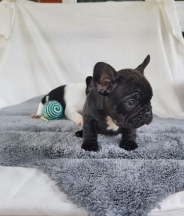 Französische Bulldoggen Babys dürfen demnächst ausziehen