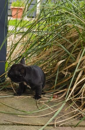 Französische Bulldoggen Babys dürfen demnächst ausziehen