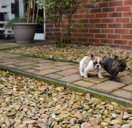 Französische Bulldoggen Babys dürfen demnächst ausziehen