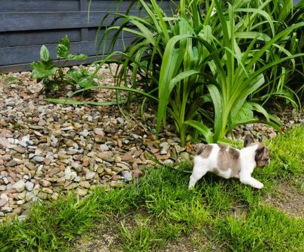 Französische Bulldoggen Babys dürfen demnächst ausziehen