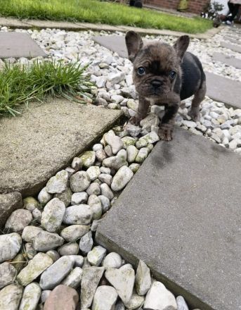 Französische Bulldoggen Babys dürfen demnächst ausziehen