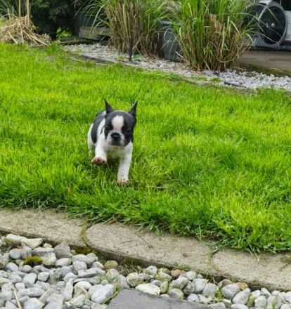 Französische Bulldoggen Babys dürfen demnächst ausziehen