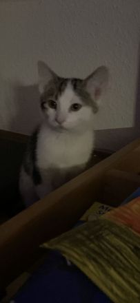 Süßes Kitten/Babykatze