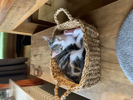 Süßes Kitten/Babykatze