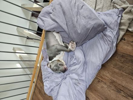 Dringend Zuhause gesucht