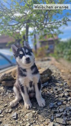 Süße Huskywelpen suchen ein Fürimmer-Körbchen