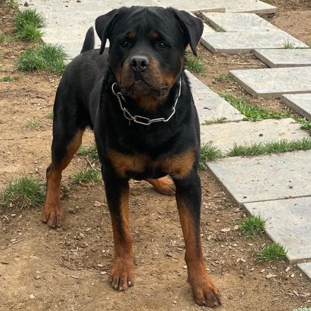 Rottweiler Deckrüde