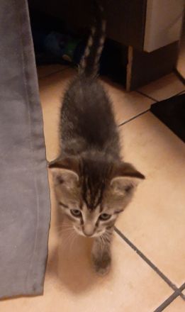 Kater sucht ein neues liebevolles Zuhause