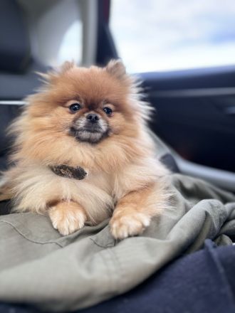 Suche Zwergspitz zum Decken