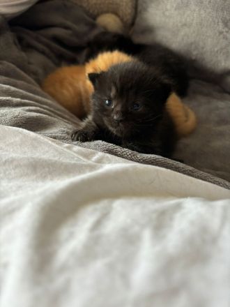 Britische Kurzhaar Kitten traumhaft schön am 12.04 geb.seltene Farben 🐈 rot/weiß,rot,2xschwarz