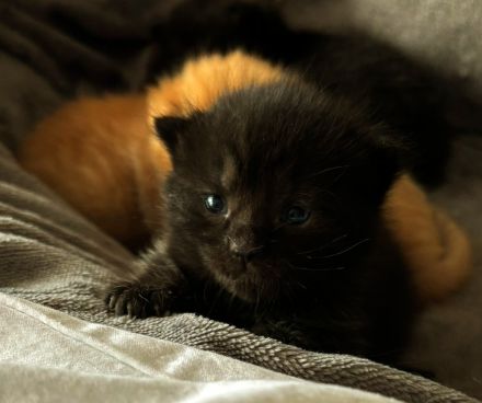 Britische Kurzhaar Kitten traumhaft schön am 12.04 geb.seltene Farben 🐈 rot/weiß,rot,2xschwarz