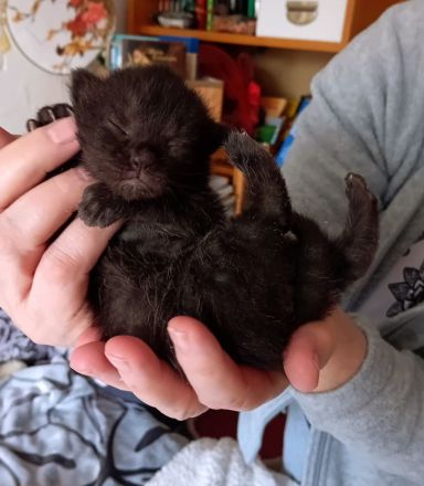 Britische Kurzhaar Kitten traumhaft schön am 12.04 geb.seltene Farben 🐈 rot/weiß,rot,2xschwarz