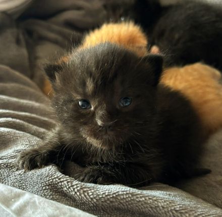 Britische Kurzhaar Kitten traumhaft schön am 12.04 geb.seltene Farben 🐈 rot/weiß,rot,2xschwarz