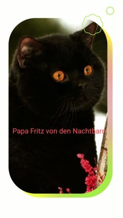 Britische Kurzhaar Kitten traumhaft schön am 12.04 geb.seltene Farben 🐈 rot/weiß,rot,2xschwarz