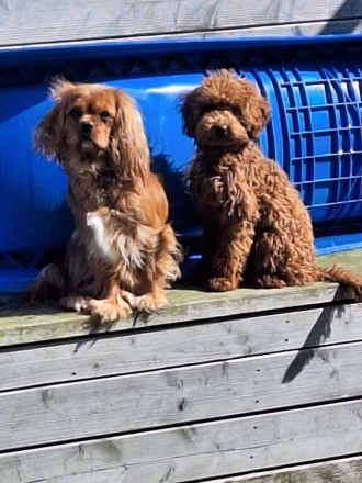 Cavapoo's die ganz besondere Hybridhunderasse!