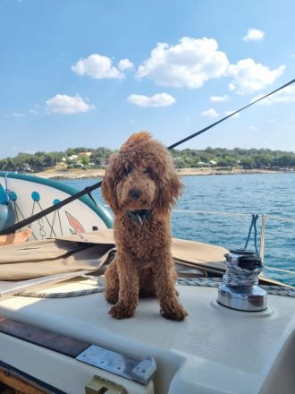 Cavapoo's die ganz besondere Hybridhunderasse!