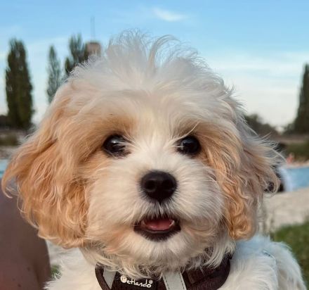 Cavapoo's die ganz besondere Hybridhunderasse!