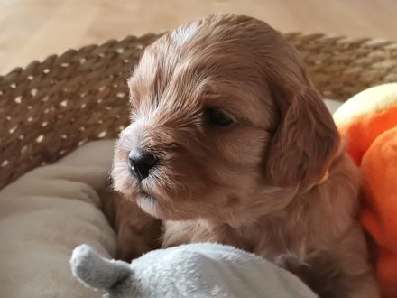 Cavapoo's die ganz besondere Hybridhunderasse!